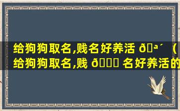 给狗狗取名,贱名好养活 🪴 （给狗狗取名,贱 🐋 名好养活的名字）